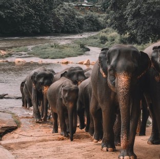 Elephants