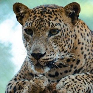 Wildlife