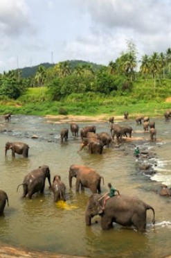 pinnawala